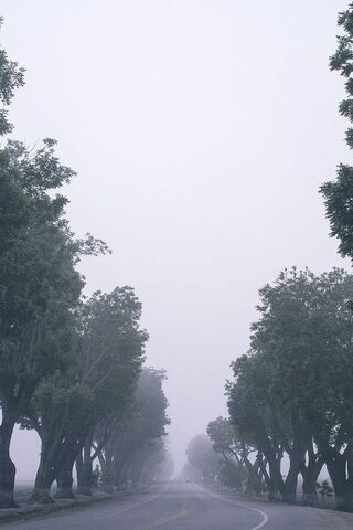 Foggy Road