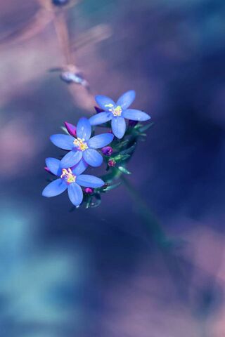 Fresh-Blue-Flowers