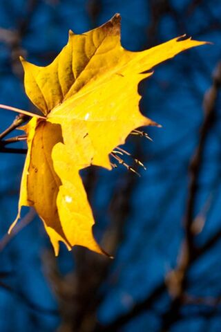 Golden Whispers of Autumn 🍂✨