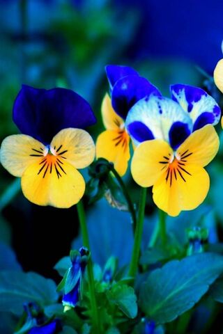 Nature's Colorful Palette: Viola Tricolor 🌼💙