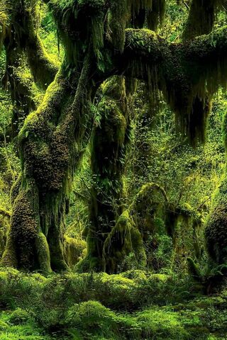 Enchanted Greenery: A Tropical Wonderland 🌿✨