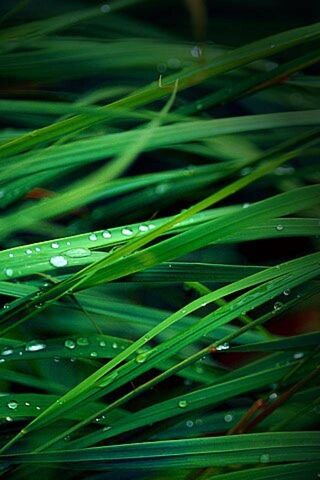 Nature's Refreshing Emb..