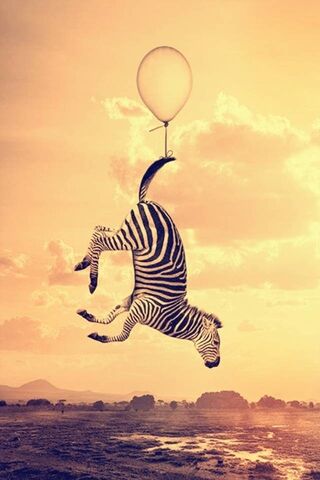 Zany Zebra Adventure 🎈