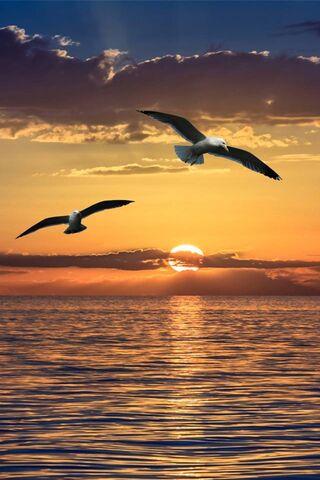 Golden Horizons: A Serene Sunset Escape 🌅