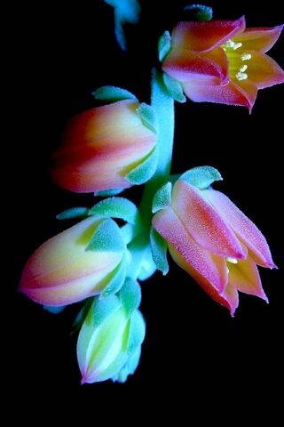 Blooming Beauty: The iPhone 5 Blossom 🌸