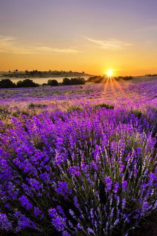 Lavender Dreams of Provence 🌅💜