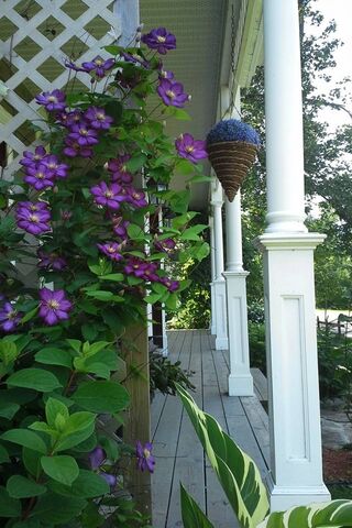 Enchanted Blossoms in a Serene Retreat 🌸🏡