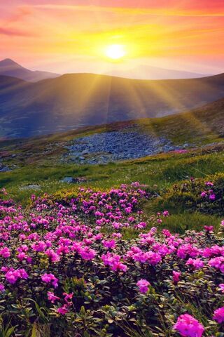Radiant Blossoms at Dawn 🌅🌸