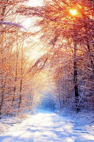 Sunlit Serenity: A Winter's Embrace ☀️❄️
