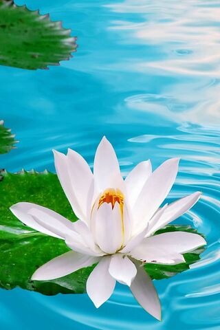 Serenity in Bloom: The ..