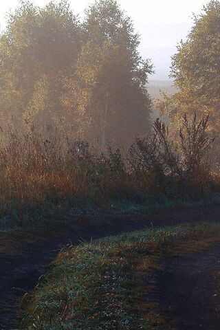 Morning Serenity on the Walk Way 🌅🌿