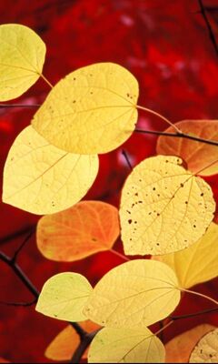 Golden Leaves Wallpaper - Download to your mobile from PHONEKY