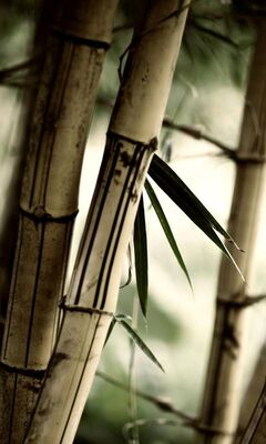 Bamboo Wallpaper - Download to your mobile from PHONEKY