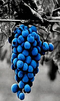 Blue Grapes Wallpaper - Download to your mobile from PHONEKY