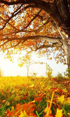 Golden Tree Leaves Wallpaper - Download to your mobile from PHONEKY