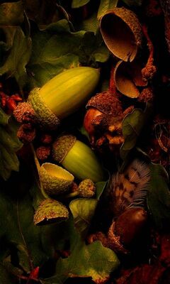 Acorns Wallpaper - Download to your mobile from PHONEKY