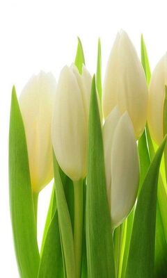 Tulipanes Fondo De Pantalla Descargue A Su Movil Desde Phoneky