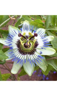 Passion Flower Wallpaper - Download to your mobile from PHONEKY