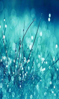 Morning Blue Dew Wallpaper - Download To Your Mobile From Phoneky