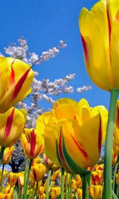Hoa tulip vàng - Màu vàng rực rỡ của hoa tulip vàng thật sự làm nổi bật bức tranh tự nhiên ấy. Hình ảnh này sẽ đưa bạn đến với một thế giới rực rỡ của hoa đẹp và quyến rũ. Hãy cùng nhìn ngắm những bông hoa tulip vàng đầy tinh tế và say đắm.