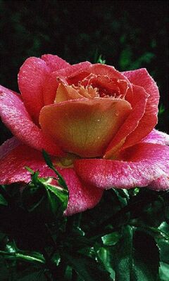 Rose Wallpaper - Download to your mobile from PHONEKY