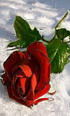 Rose Wallpaper - Download to your mobile from PHONEKY