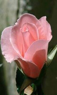 Rose Wallpaper - Download to your mobile from PHONEKY