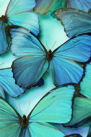 Wings of Togetherness
