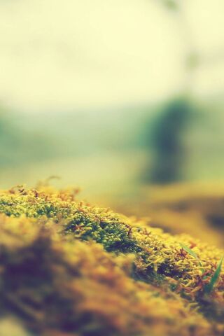 Whispers of Nature: A S..
