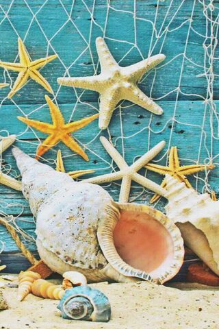 Coastal Treasures: A Shell Collector's Dream 🌊🐚