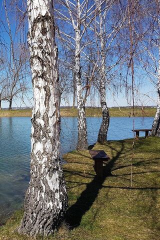 Whispers of the Birch: Nature's Serenity 🌳💧