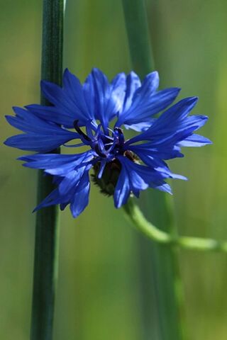 Nature's Blue Gem: The Cornflower 🌼💙