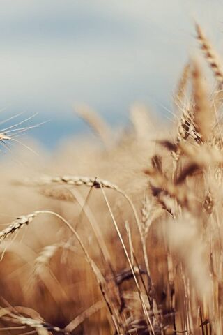 Golden Fields of Nature 🌾✨
