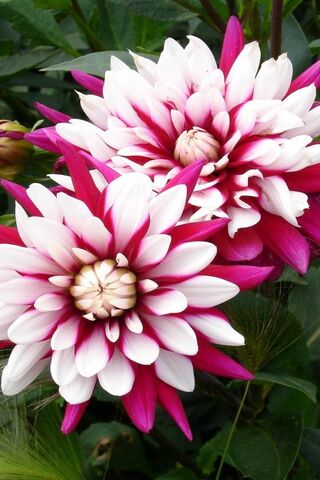 Blossoms of Elegance 🌸✨