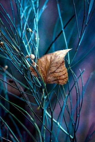 Whispers of Autumn: The Telefon Leaf 🍂
