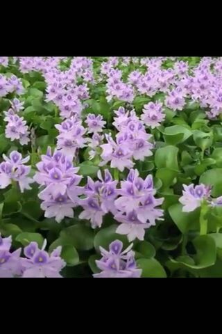 Amor in Bloom: A Sea of Purple Beauty 🌸💚