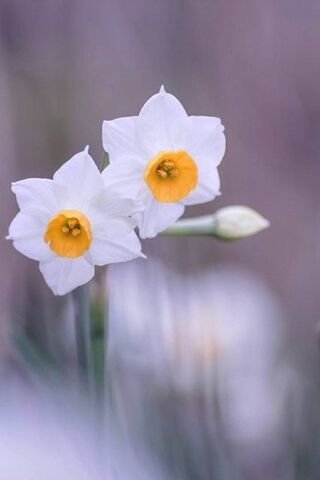 Spring's Cheerful Messengers: Daffodils 🌼✨