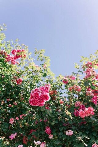 Blossoms of Springtime Joy 🌸🌼