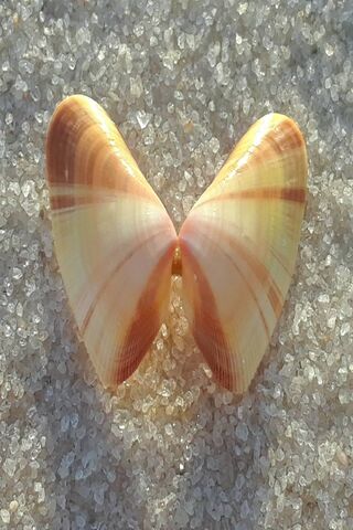 Butterfly Seashell