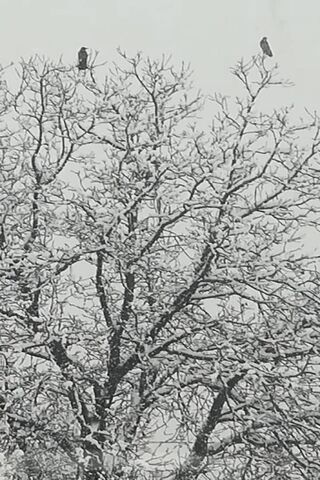 Snowing