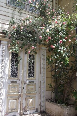 Blossoms at the Doorstep 🌸🚪
