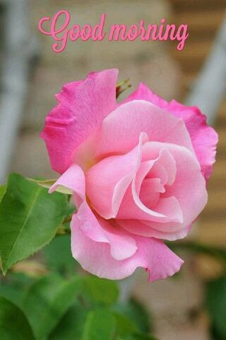 Morning Blossom 🌸