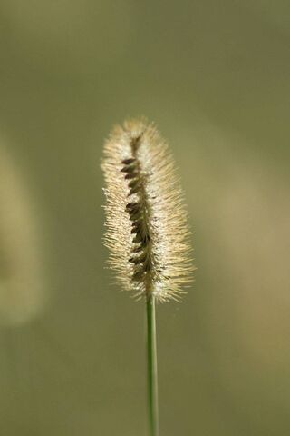Nature's Golden Brush: The Wheat Spike