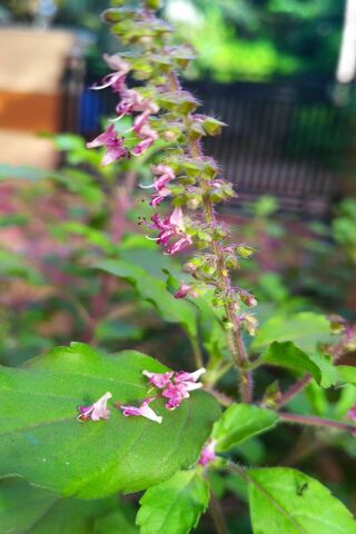 Thulasi: The Sacred Basil 🌿✨
