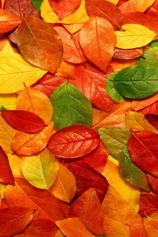 Autumn Leaf Wallpaper - Download to your mobile from PHONEKY