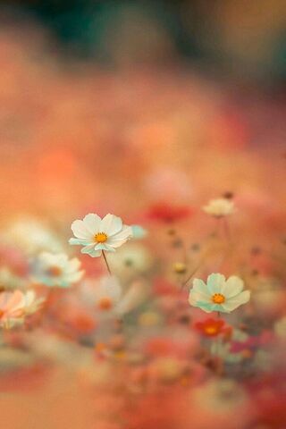 Whispers of Spring: Daffodil Dreams 🌼✨