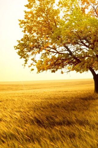 Tree Speak