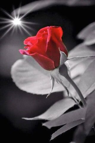 Radiant Rose: A Symbol ..