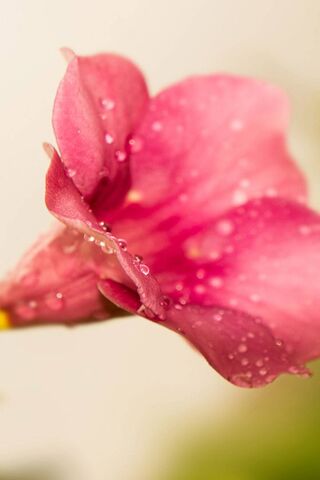 Rosy Rose: A Blooming Delight 🌹✨