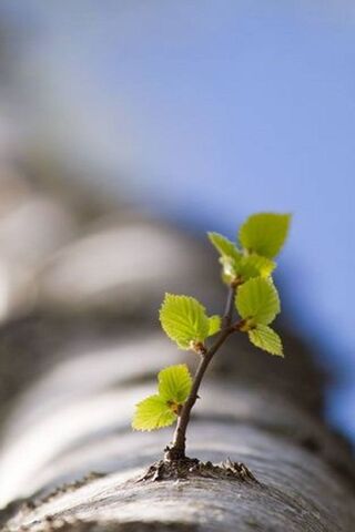 Awakening of Spring 🌱✨